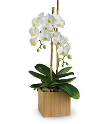 Opulent Orchids from Clermont Florist & Wine Shop, flower shop in Clermont